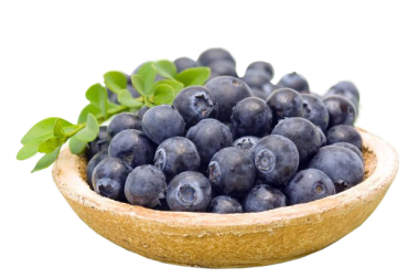 Borówka Amerykańska